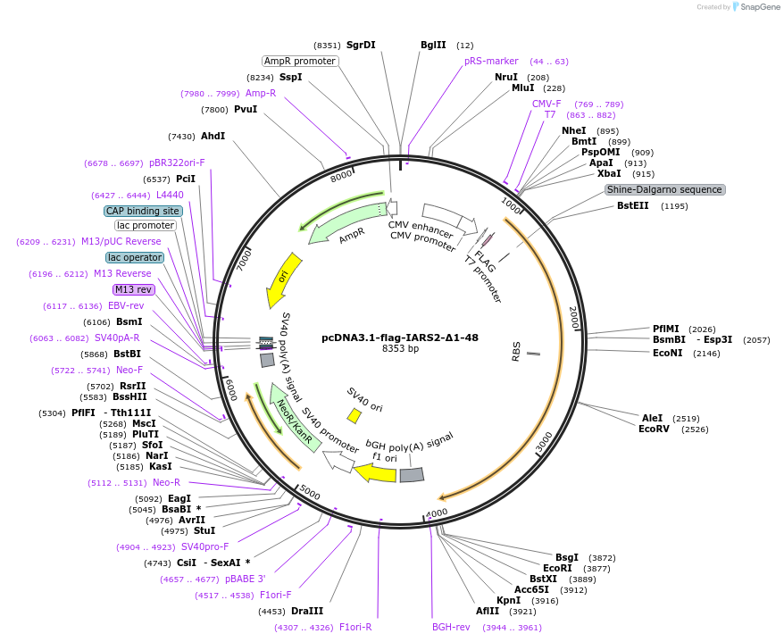 232341-plasmid-map-sequence-id-474530