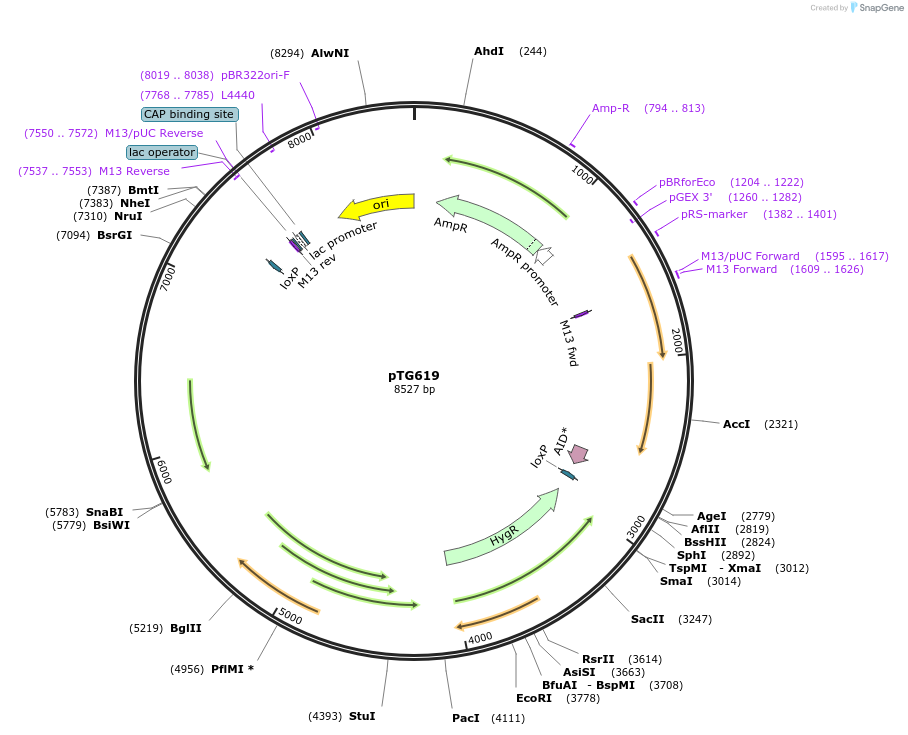 237394-plasmid-map-sequence-id-474531