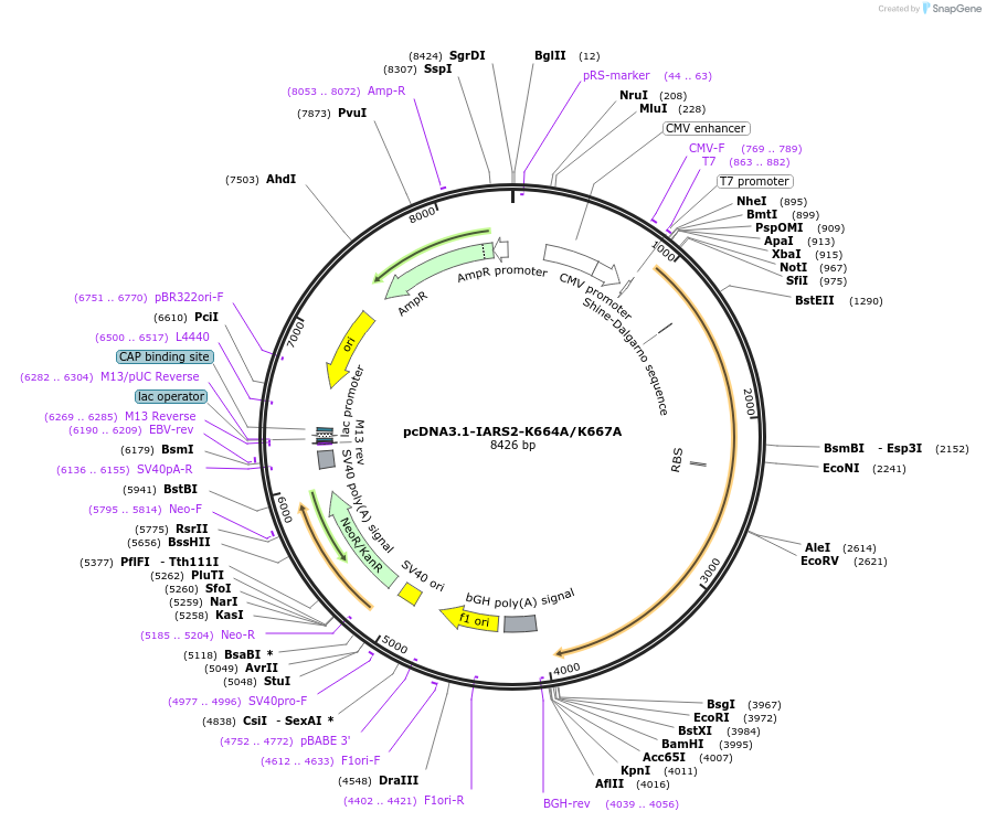 232339-plasmid-map-sequence-id-474533