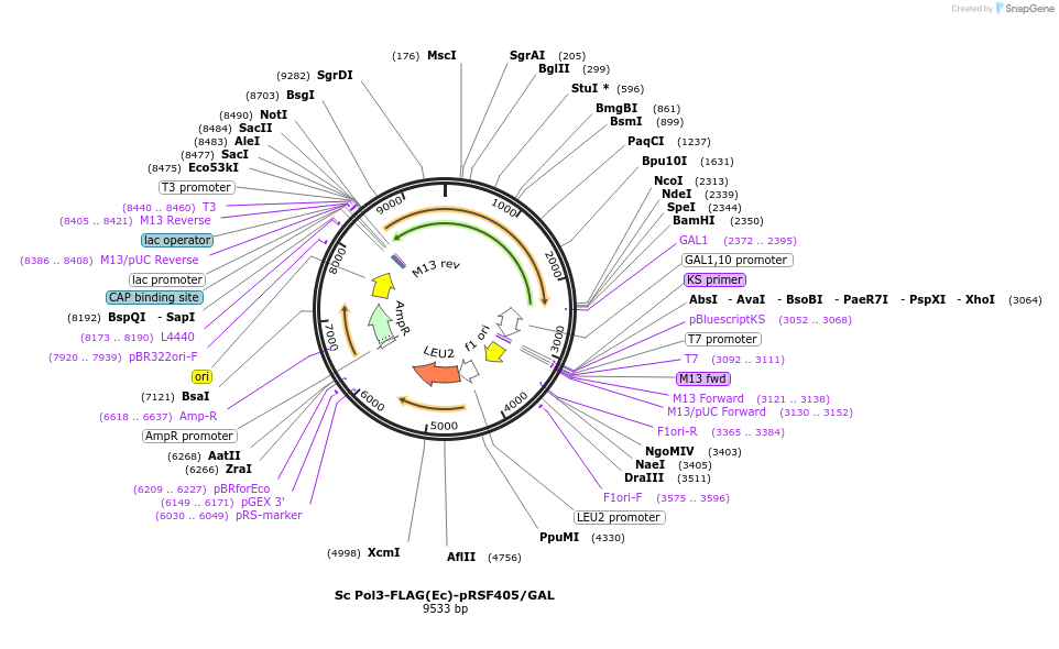 239198-plasmid-map-sequence-id-474564