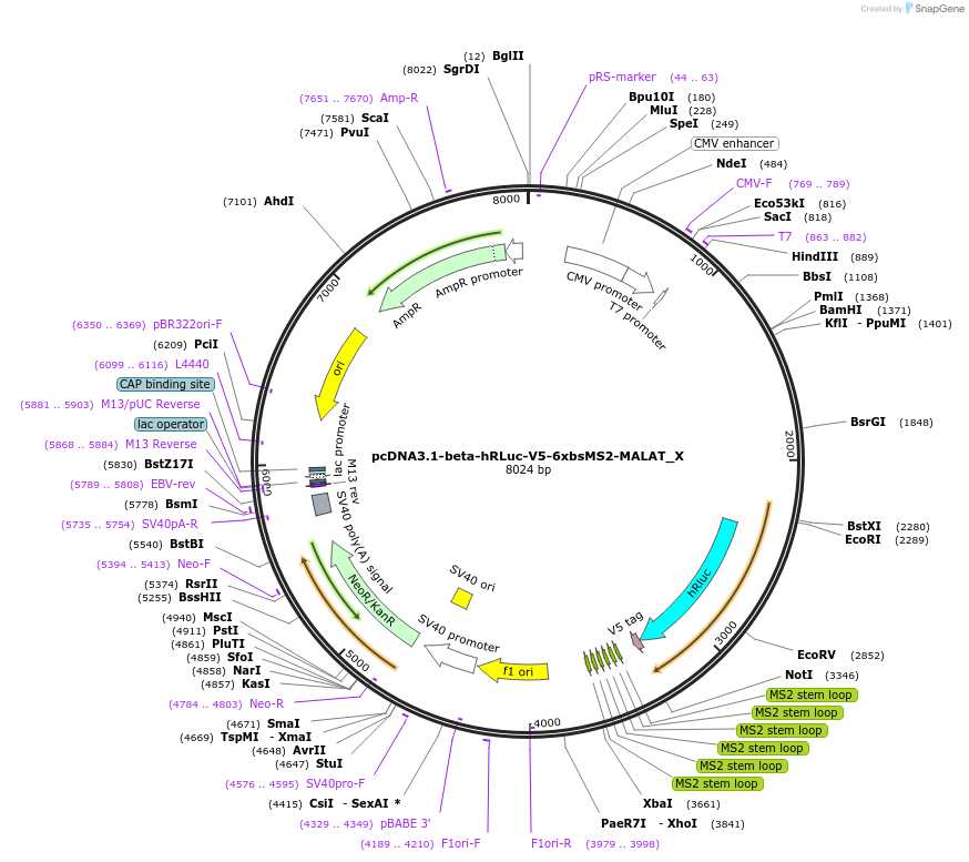 147924-plasmid-map-sequence-id-474566