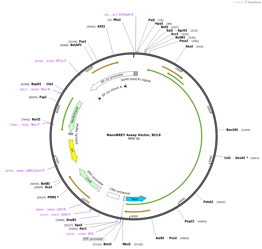 237146-plasmid-map-sequence-id-474575