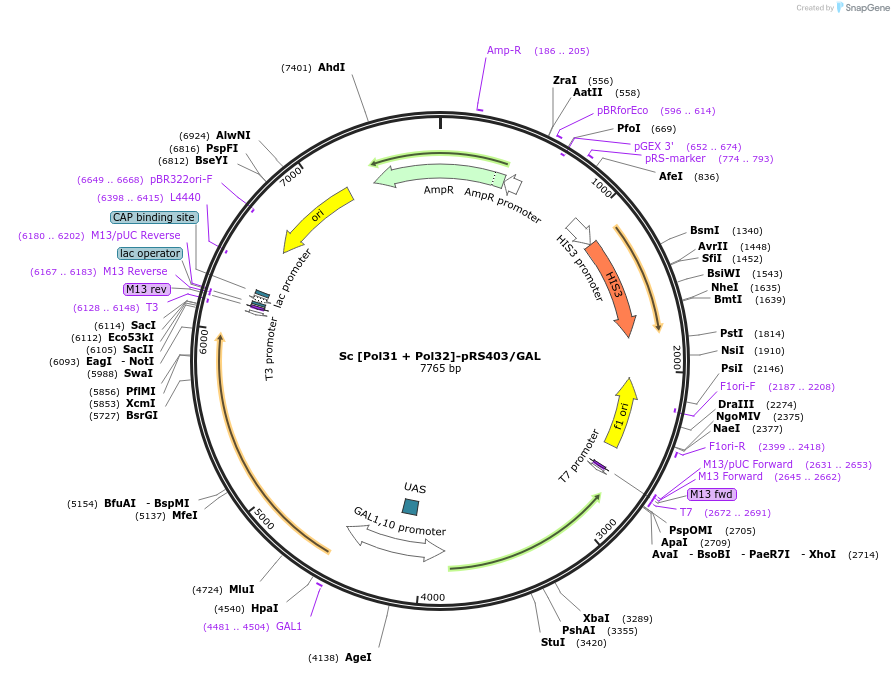 239199-plasmid-map-sequence-id-474600