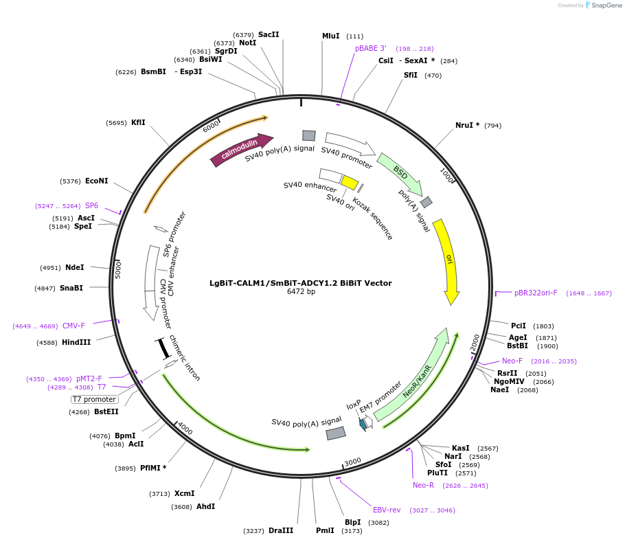 237116-plasmid-map-sequence-id-474709