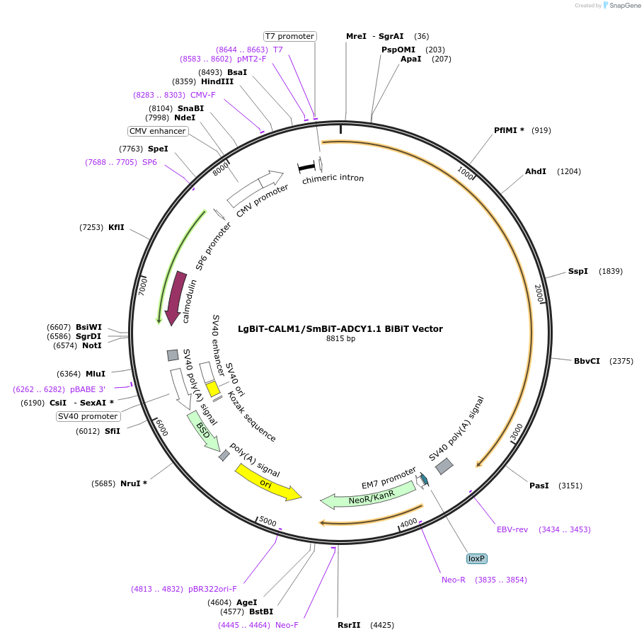 237118-plasmid-map-sequence-id-474717