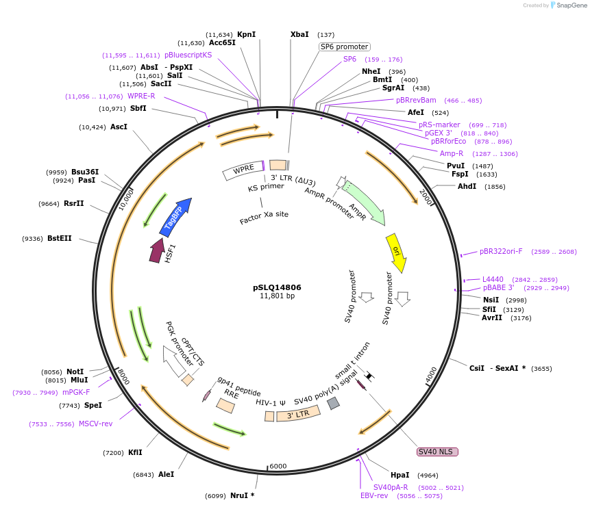 239273-plasmid-map-sequence-id-474740