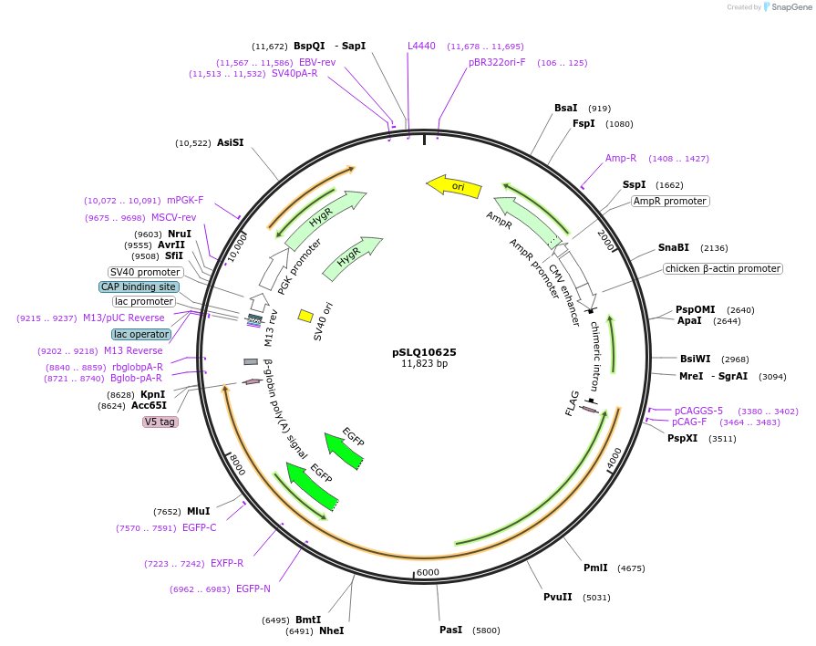 239268-plasmid-map-sequence-id-474742