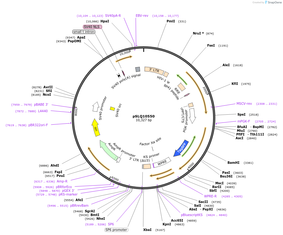 239269-plasmid-map-sequence-id-474746