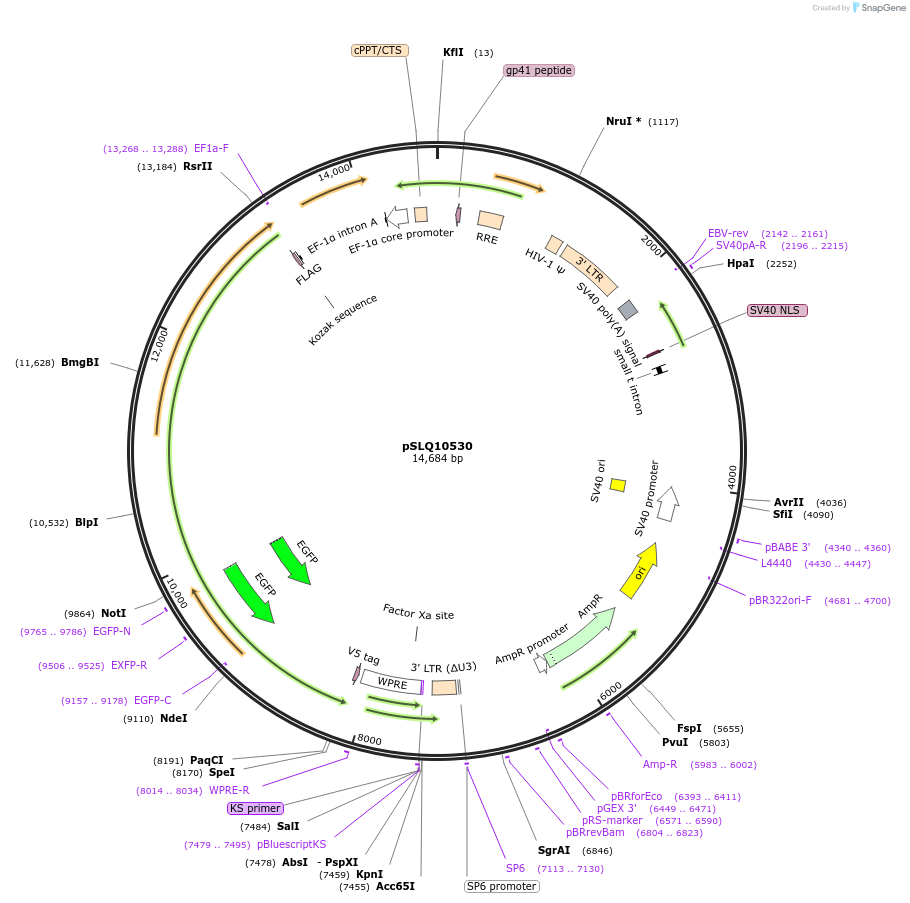 239266-plasmid-map-sequence-id-474747