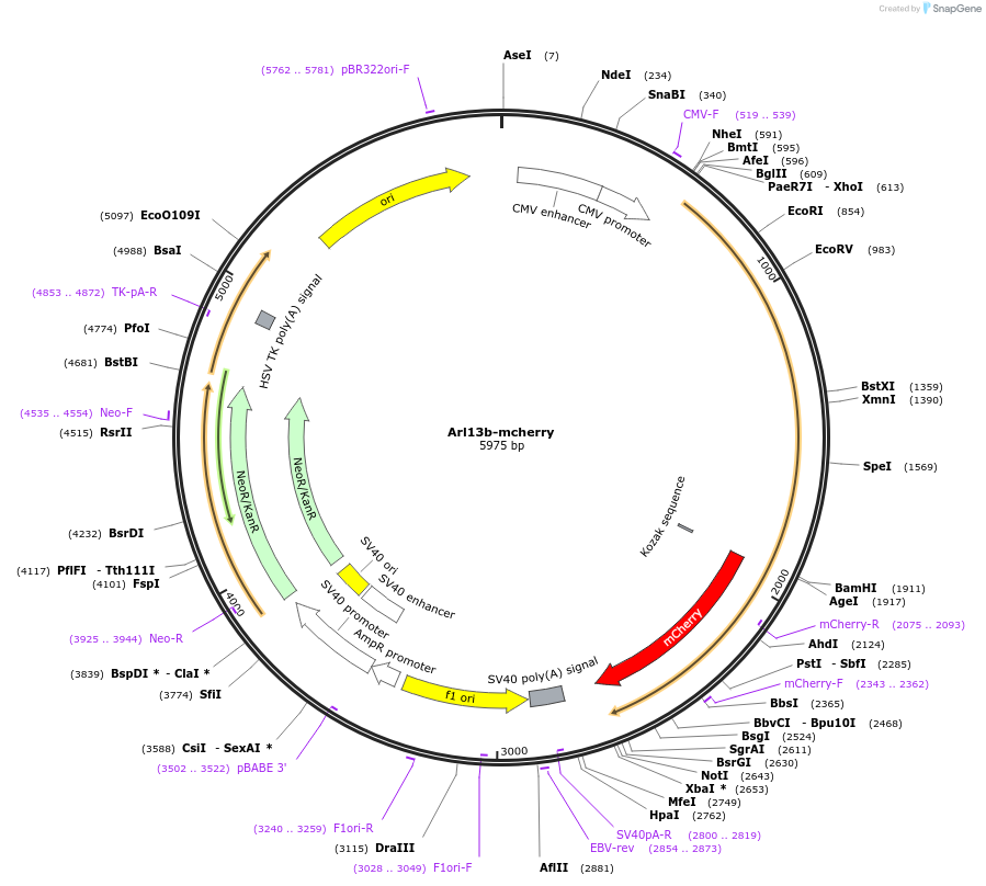 234845-plasmid-map-sequence-id-474750