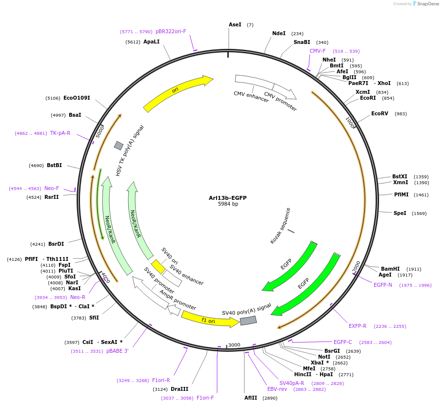 234844-plasmid-map-sequence-id-474752