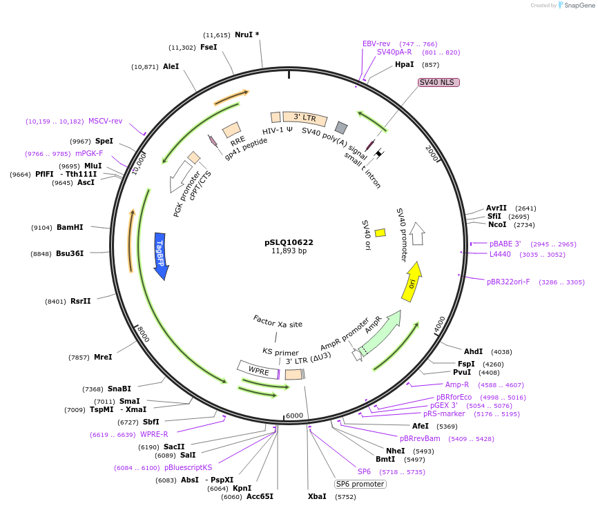239274-plasmid-map-sequence-id-474754