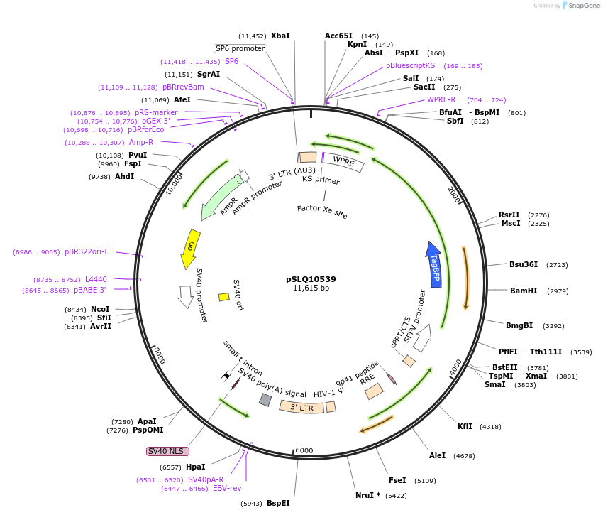 239270-plasmid-map-sequence-id-474755