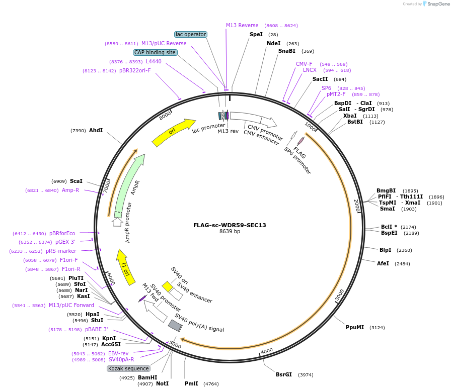 237416-plasmid-map-sequence-id-474950