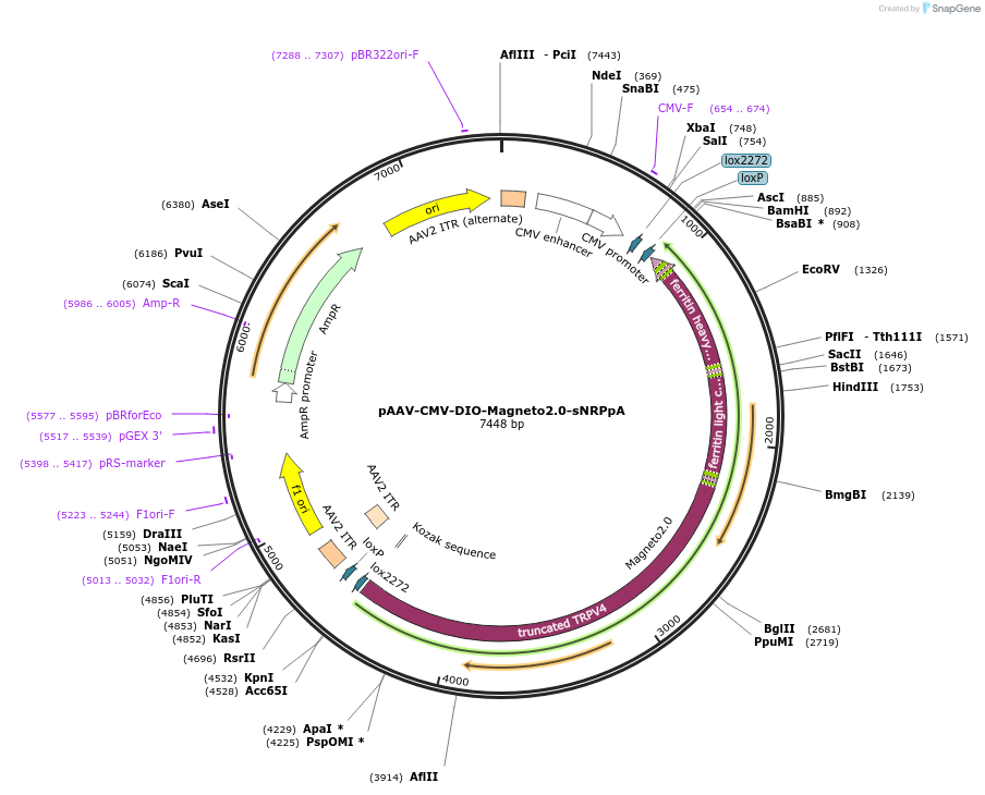 74307-plasmid-map-sequence-id-474956