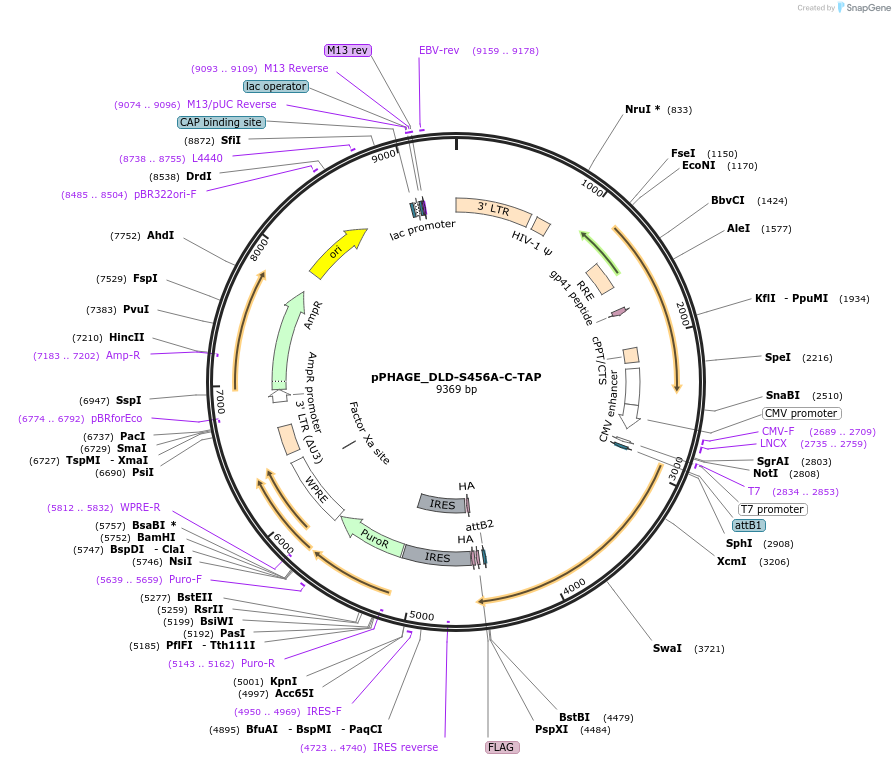 83479-plasmid-map-sequence-id-474966