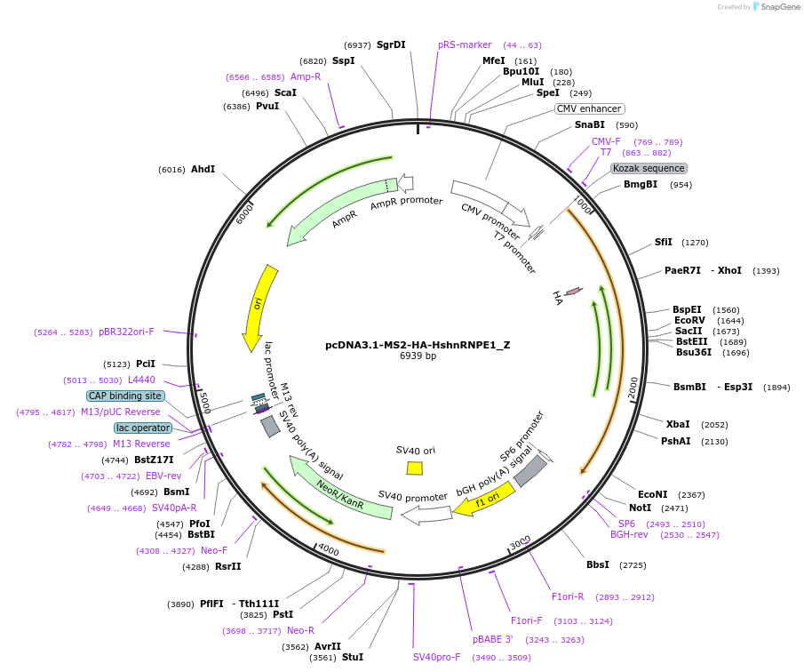 148115-plasmid-map-sequence-id-474968