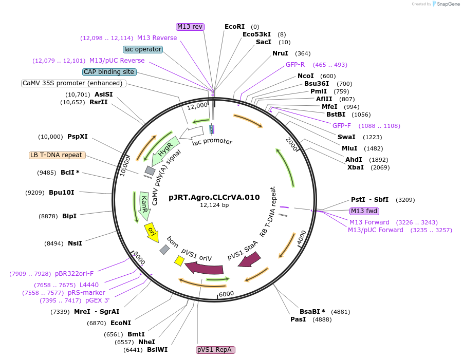 31810-plasmid-map-sequence-id-47497