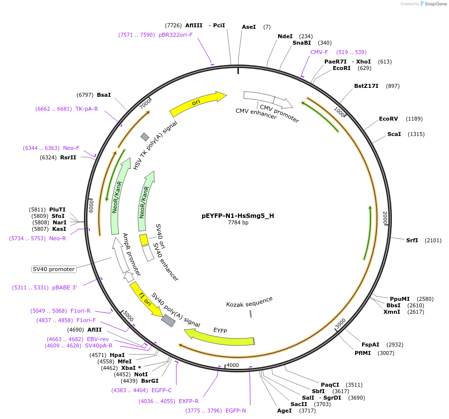 146474-plasmid-map-sequence-id-474973