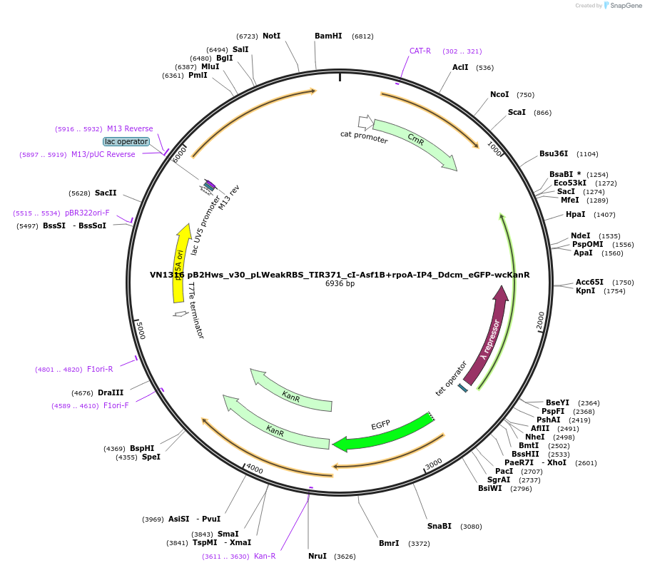 235113-plasmid-map-sequence-id-474977