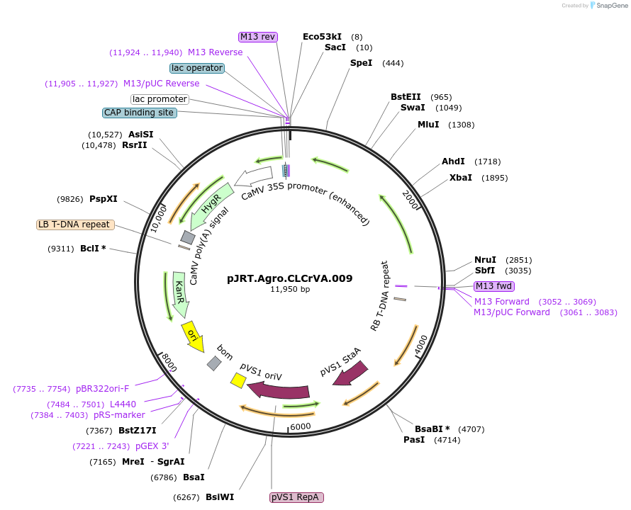 37972-plasmid-map-sequence-id-47498