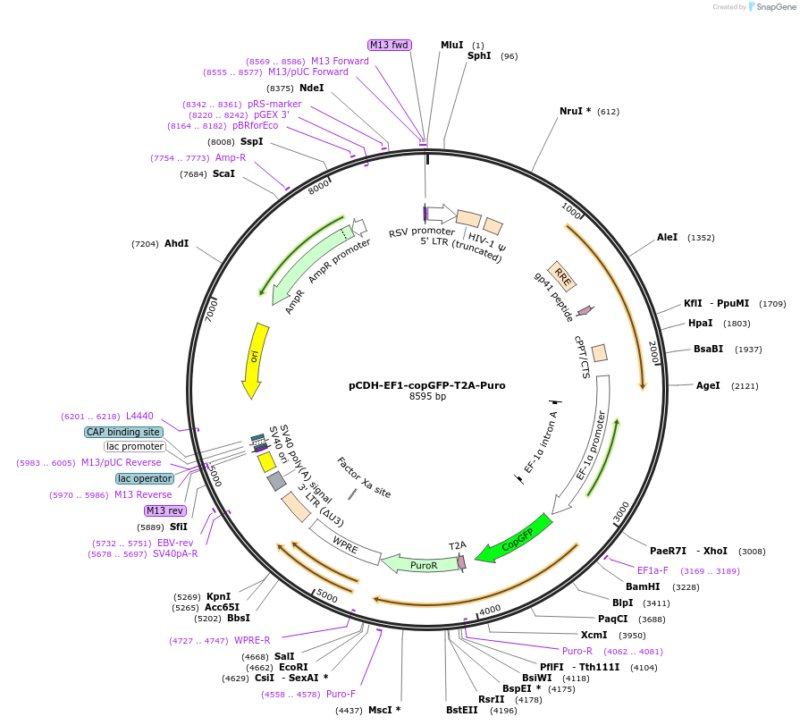 72263-plasmid-map-sequence-id-474982