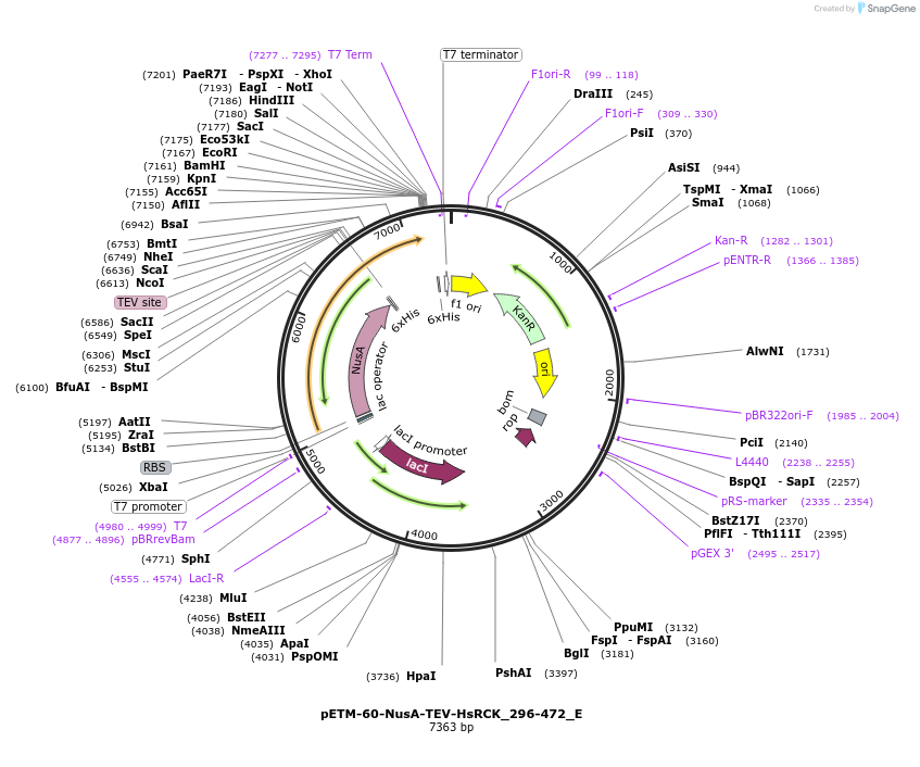 146209-plasmid-map-sequence-id-474983