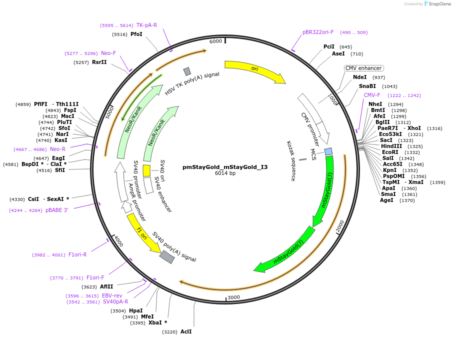 239339-plasmid-map-sequence-id-474988