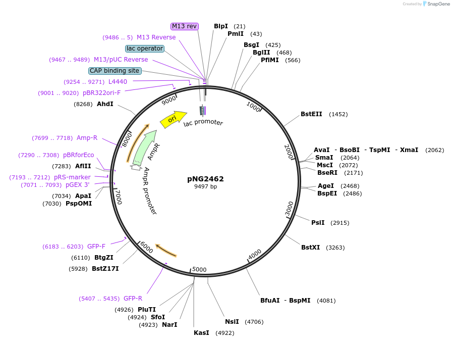 37836-plasmid-map-sequence-id-47504