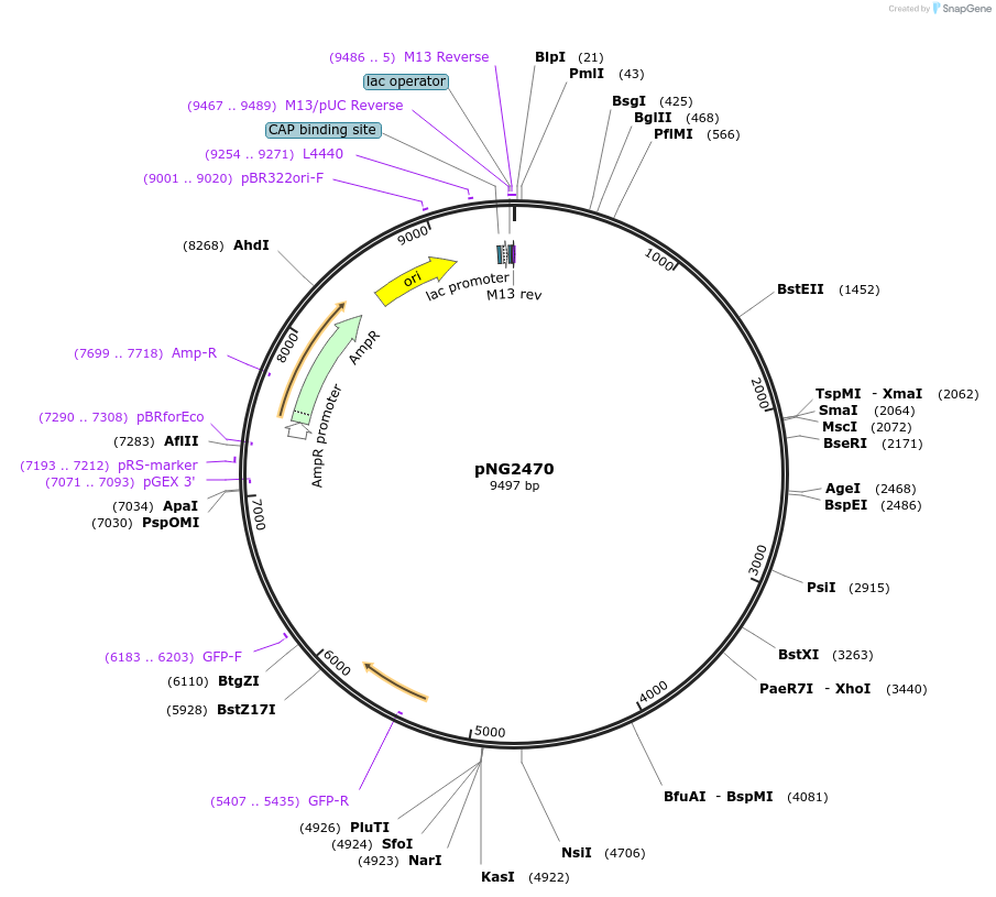 37837-plasmid-map-sequence-id-47505