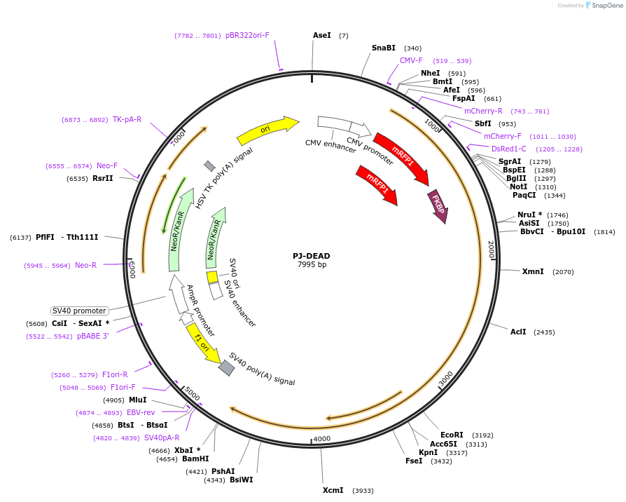 38002-plasmid-map-sequence-id-47532