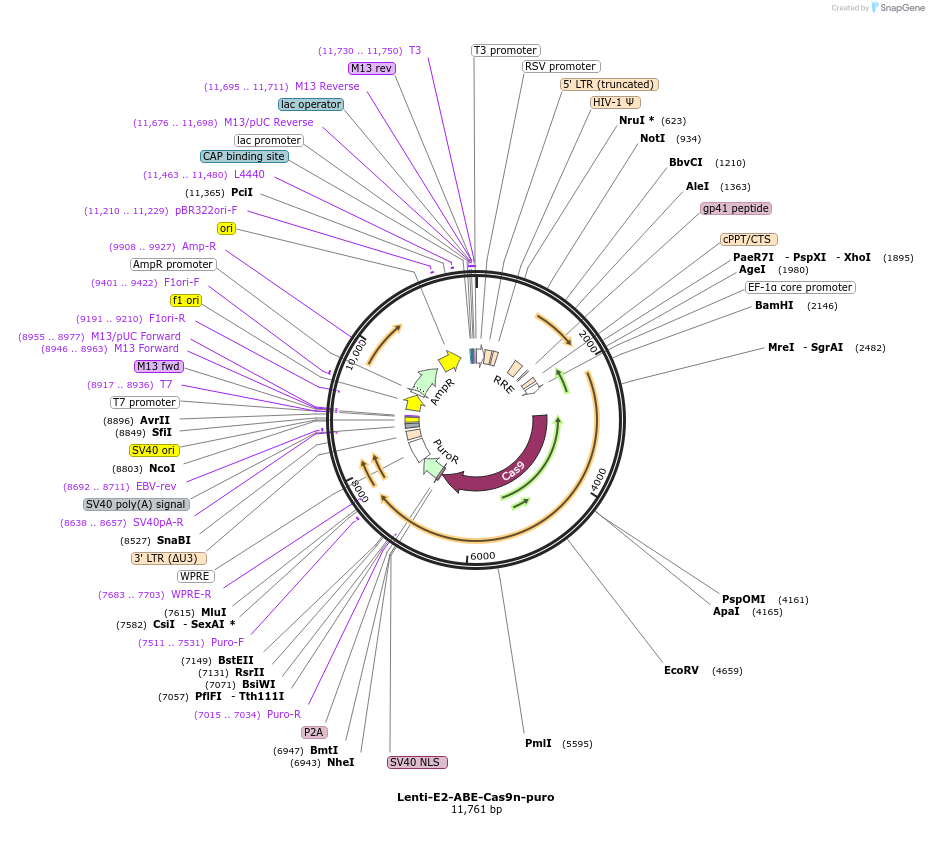 226587-plasmid-map-sequence-id-475338