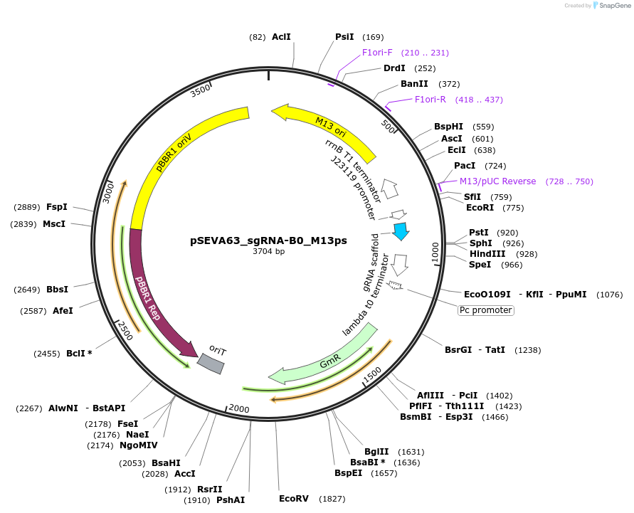 231421-plasmid-map-sequence-id-475345