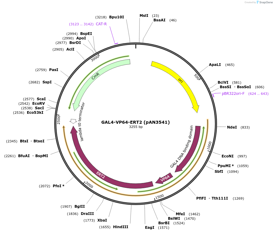 236358-plasmid-map-sequence-id-475346