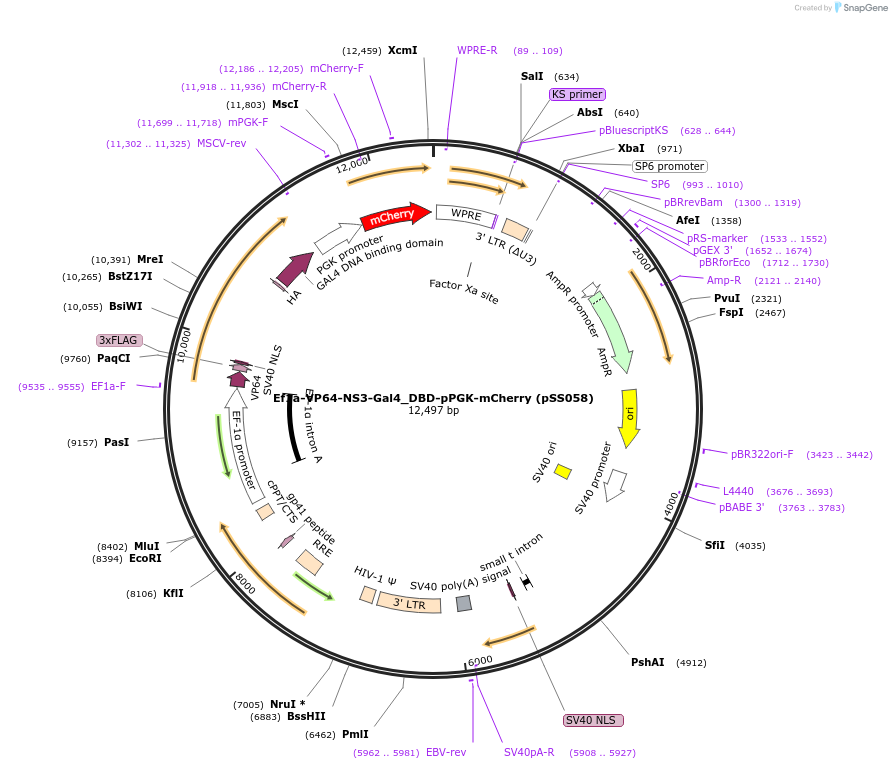 236349-plasmid-map-sequence-id-475369