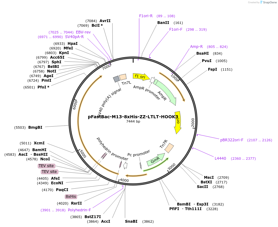 222287-plasmid-map-sequence-id-475371