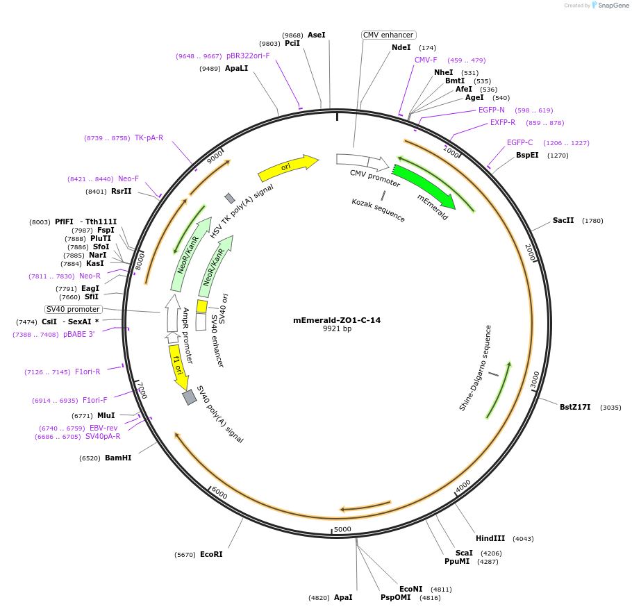 54316-plasmid-map-sequence-id-475374