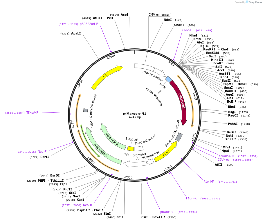 54554-plasmid-map-sequence-id-475388