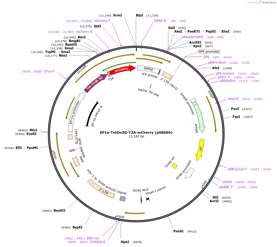236351-plasmid-map-sequence-id-475399