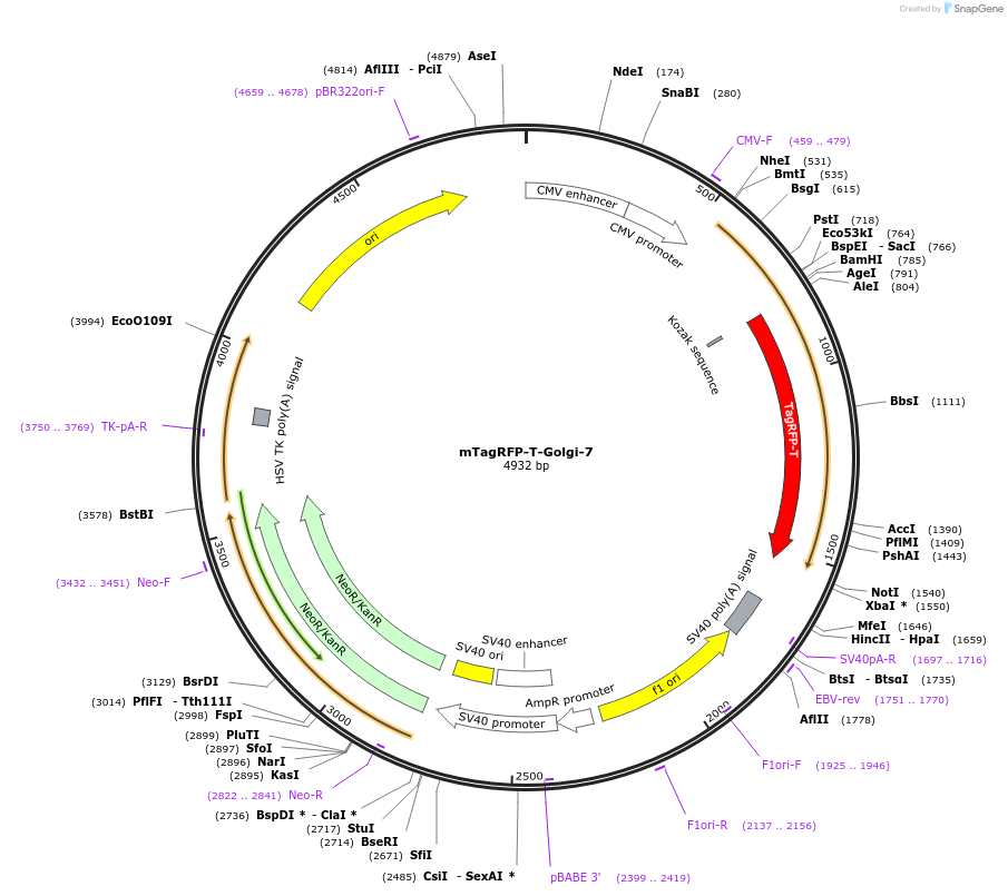 58018-plasmid-map-sequence-id-475401