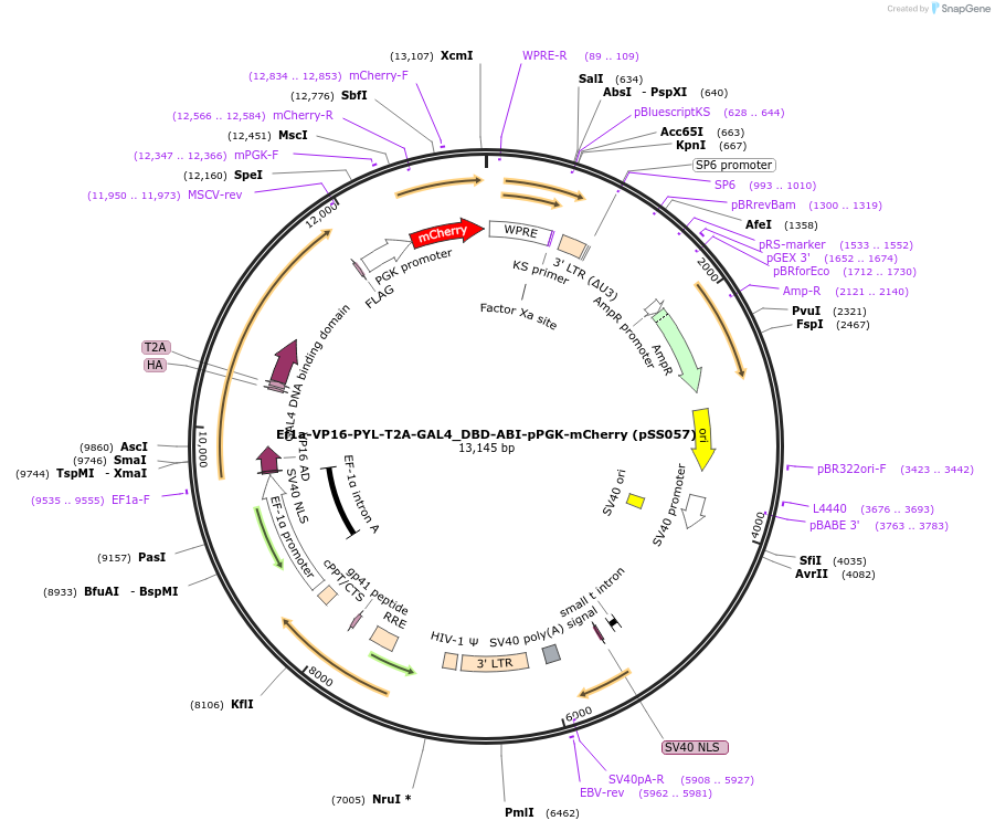 236348-plasmid-map-sequence-id-475402