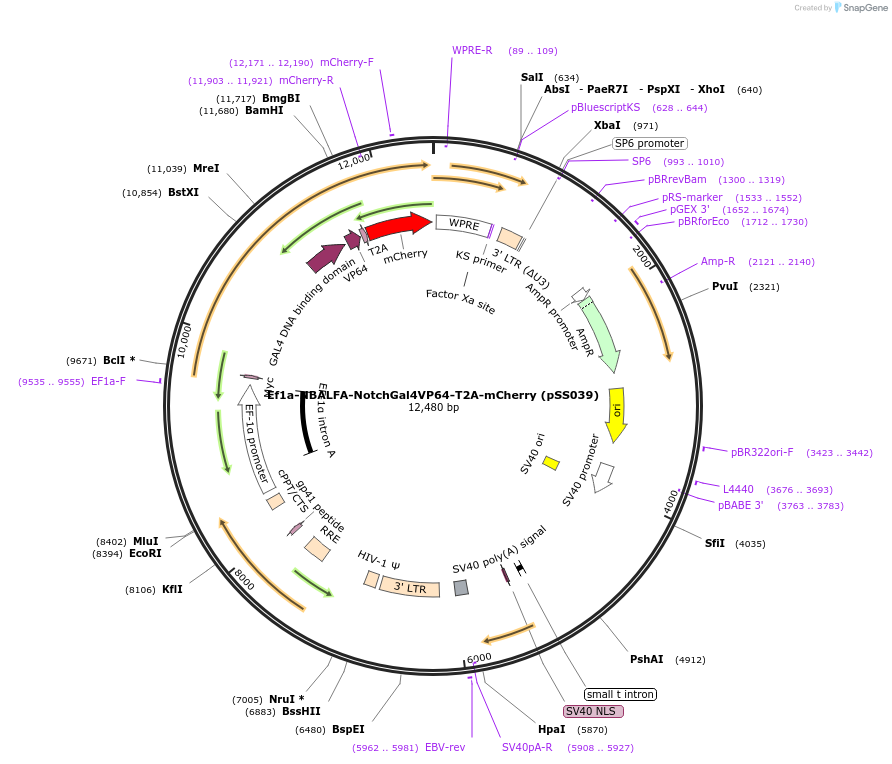 236341-plasmid-map-sequence-id-475403