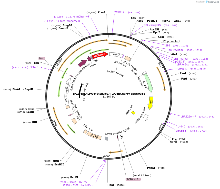 236338-plasmid-map-sequence-id-475404