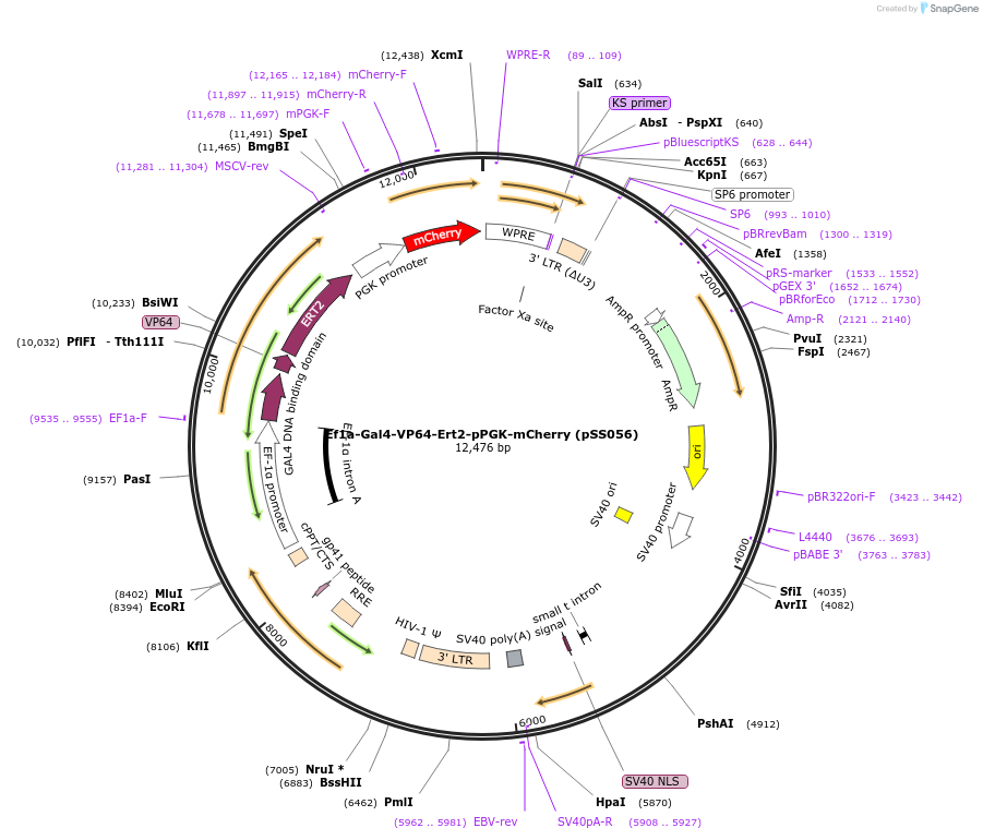 236347-plasmid-map-sequence-id-475406
