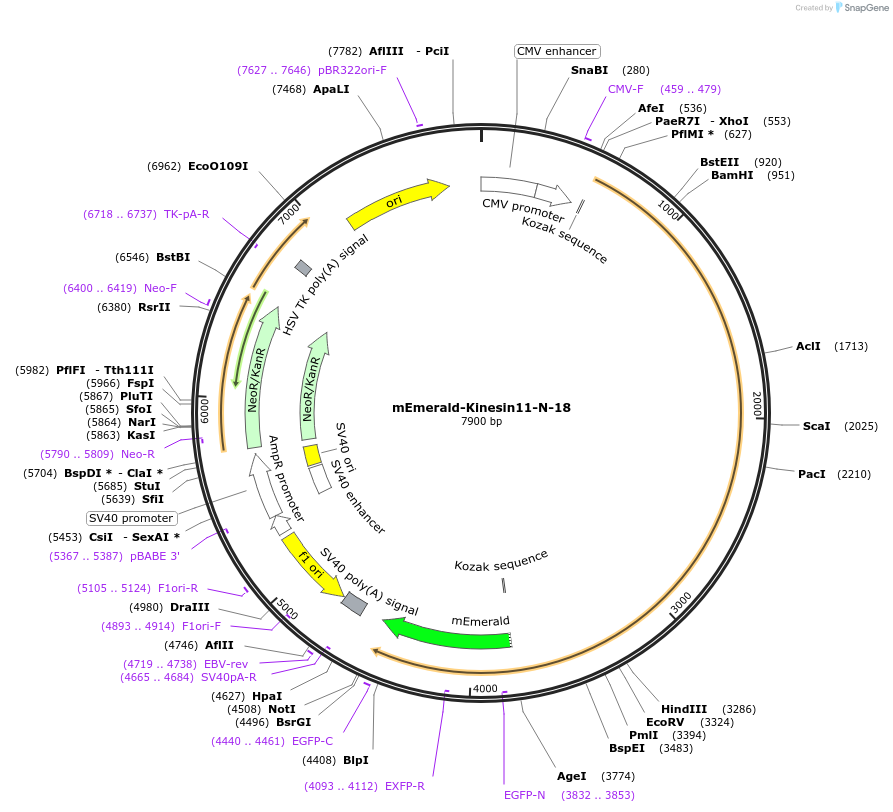 54137-plasmid-map-sequence-id-475409