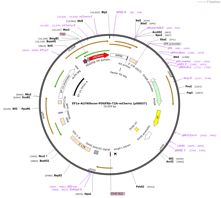 236339-plasmid-map-sequence-id-475410