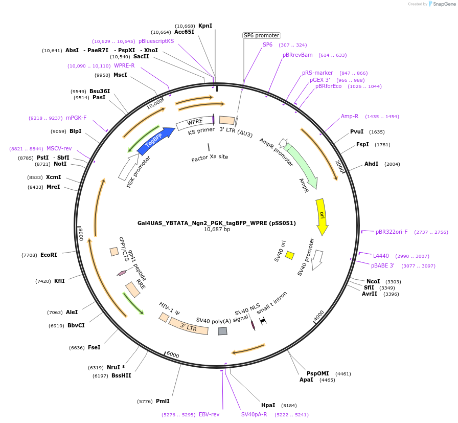 236342-plasmid-map-sequence-id-475529