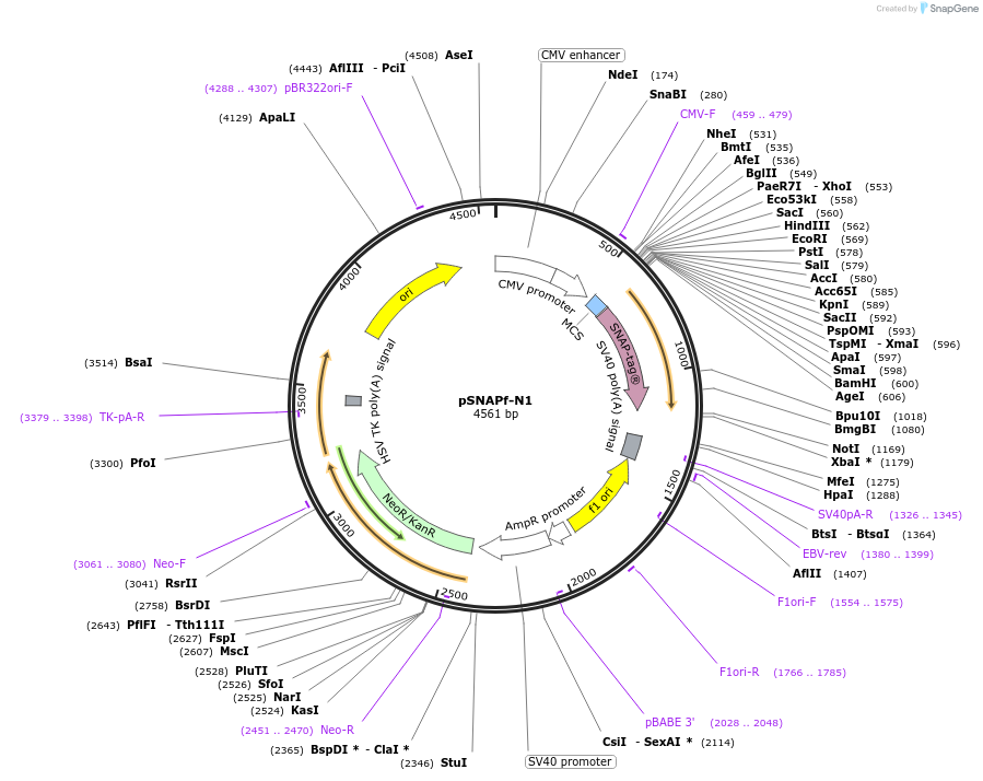 58187-plasmid-map-sequence-id-475530