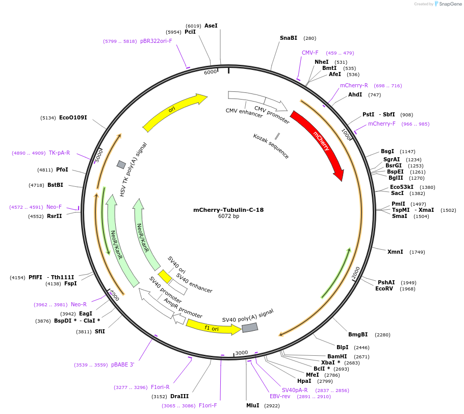 55148-plasmid-map-sequence-id-475533