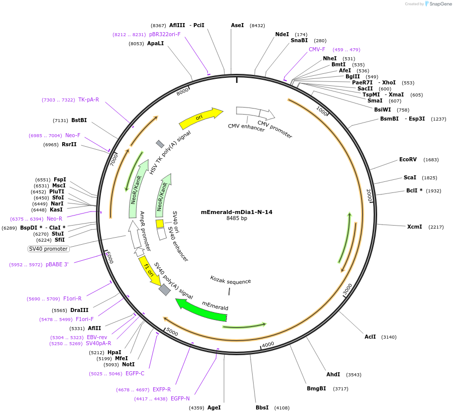 54157-plasmid-map-sequence-id-475534